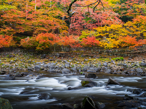 Beautiful maple leaves on the tree in autumn sunny day in Japan.