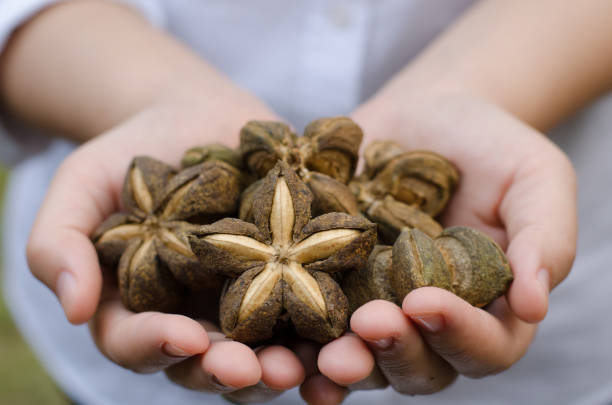 istock Image of sacha inchi peanut seed on hands 683169888