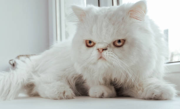 istock The white cat sits at a window and look directly at the viewer 683169894