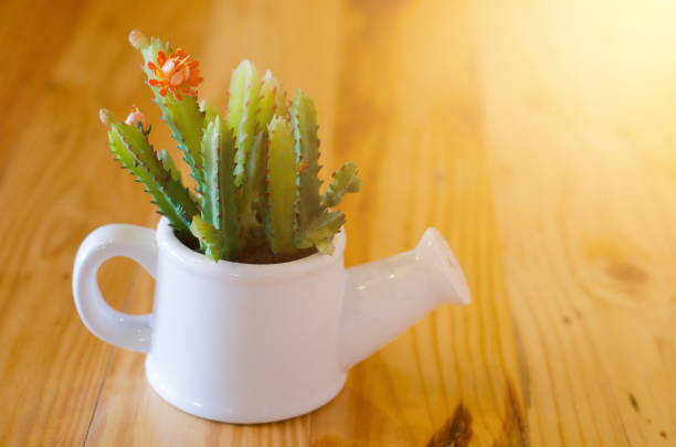 istock Cactus model for decorated on wooden table 683172162