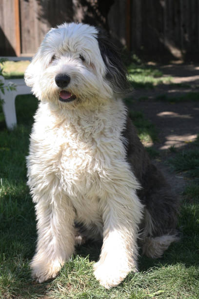 istock Old English Sheepdog 683172496