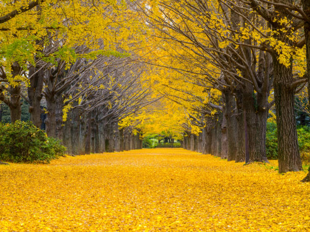 осенний лист - tree area japanese fall foliage japanese maple autumn стоковые фото и изображения