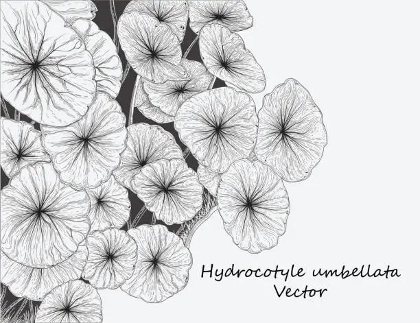 Vector illustration of Water pennywort plant