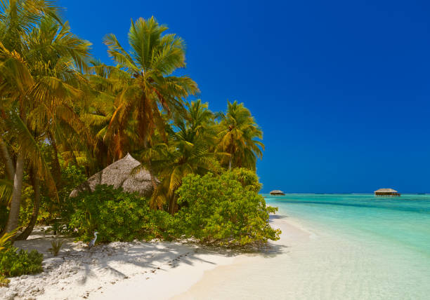istock Tropical Maldives island 683181122