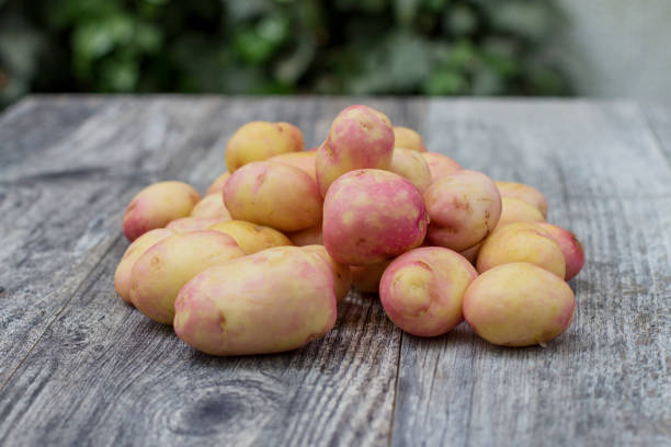 Картофель Королева Анна Картофель Королева Анна