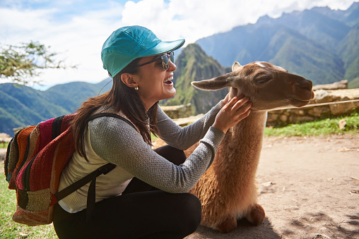Tourist woman play with lama in Machu Picchu. Smiling girl touch lama animal