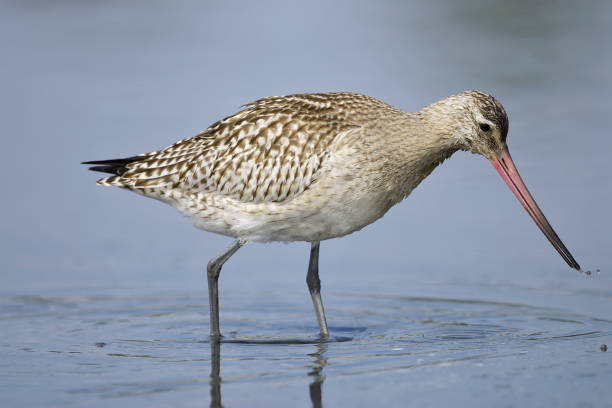 istock Bar-tailed GodwitLimosa lapponica() 683182222