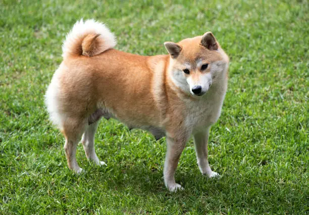 Side view of female shiba inu dog with nursing teats stood on green grass