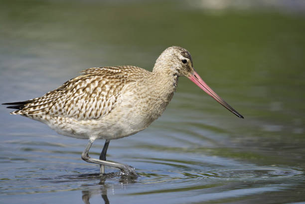 istock Bar-tailed GodwitLimosa lapponica() 683182378