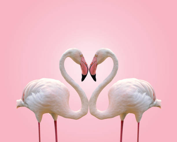 coeur de forme de concept d'amour de flamant de couples sur le fond rose - animal heart photos photos et images de collection