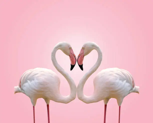 Photo of Love concept shape heart of couple flamingo on pink background