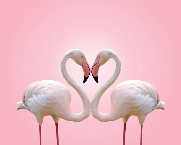 coração da forma do conceito do amor do flamingo dos pares no fundo cor-de-rosa - animal heart fotos - fotografias e filmes do acervo