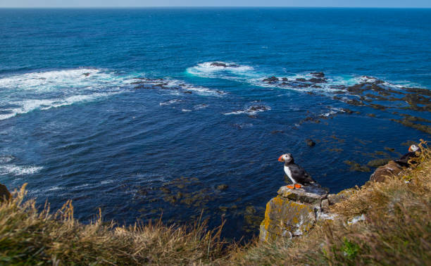 Atlantic Puffins Atlantic Puffins puffins resting stock pictures, royalty-free photos & images