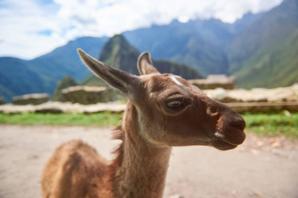 istock Cute brown baby lama 683187602