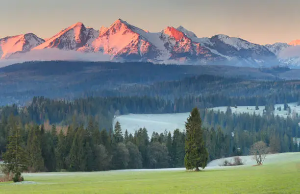 Green grass on meadow and snowy Alpine peaks at the sunrise. Snowy mountains in red morning sunlight. Green valley on mountain background. Beautiful morning landscape.
