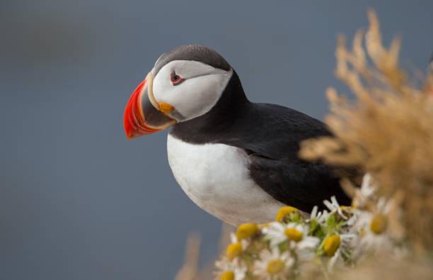 Atlantic Puffins Atlantic Puffins puffins resting stock pictures, royalty-free photos & images