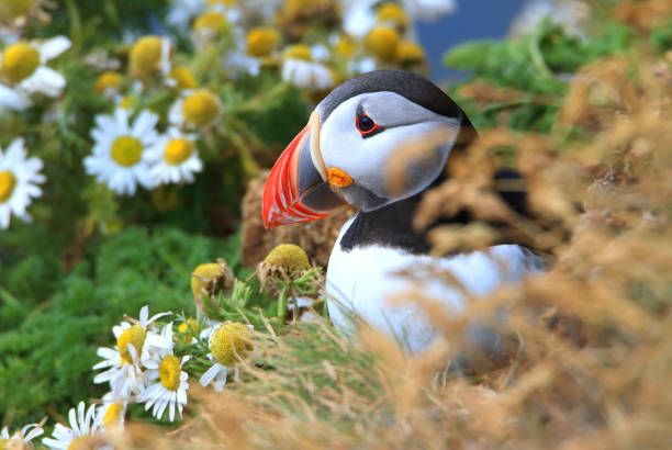 Atlantic Puffins Atlantic Puffins puffins resting stock pictures, royalty-free photos & images