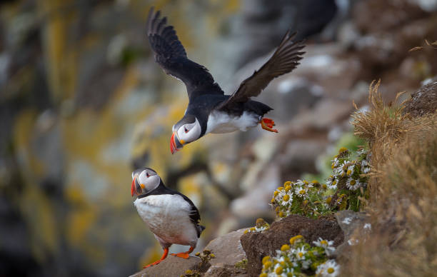 Atlantic Puffins Atlantic Puffins puffins resting stock pictures, royalty-free photos & images