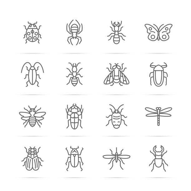 insect vector line icons insect vector line icons, minimal pictogram design, editable stroke for any resolution cicada stock illustrations