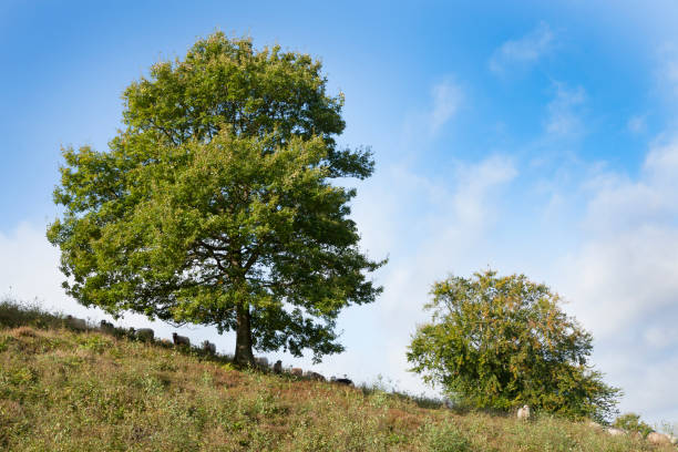 istock hill with large trees and sheep grassing 683194718