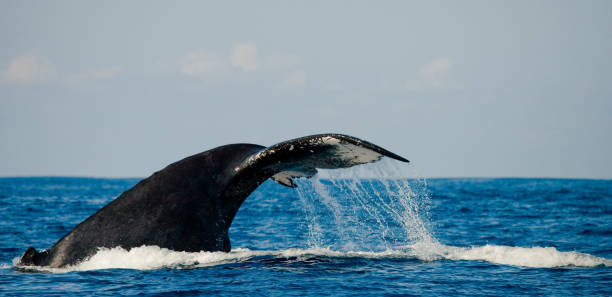 istock The tail of the humpback whale. 683194766