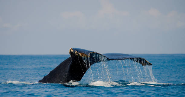 istock The tail of the humpback whale. 683194794