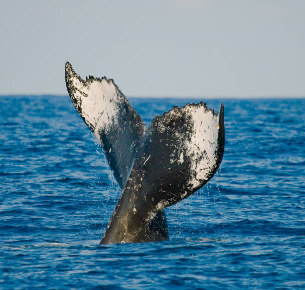 istock The tail of the humpback whale. 683194818