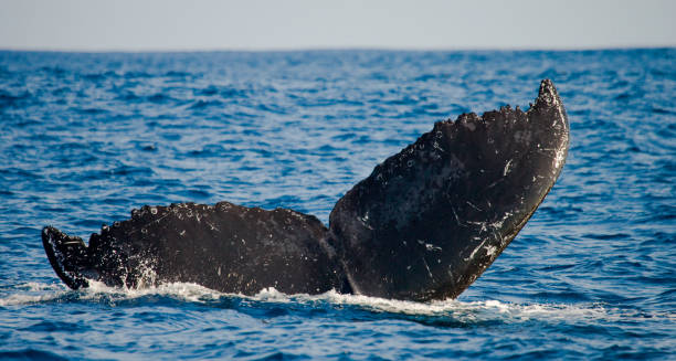 istock The tail of the humpback whale. 683194860