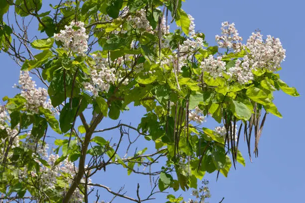 Closeup blooming Catalpa bignonioides tree and beanpods on the blue sky