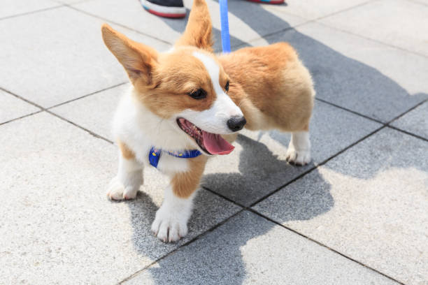 istock Lively and lovely corgi dog 683198472