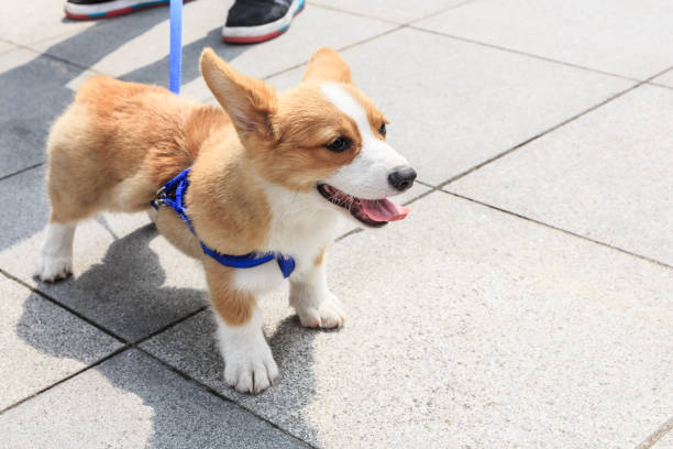 istock Lively and lovely corgi dog 683198832