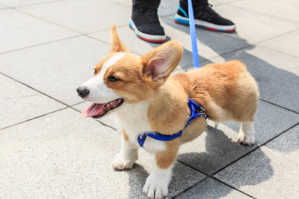 istock Lively and lovely corgi dog 683198946