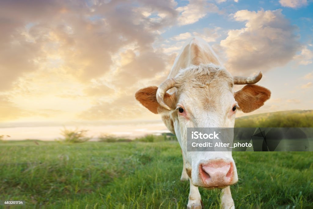 closeup of cow muzzle cow grazing on meadow. Cattle on a mountain pasture on sunset. Green meadow and cow, summer landscape. Closeup of cow muzzle look at the camera. Photo with copy space Agricultural Field Stock Photo