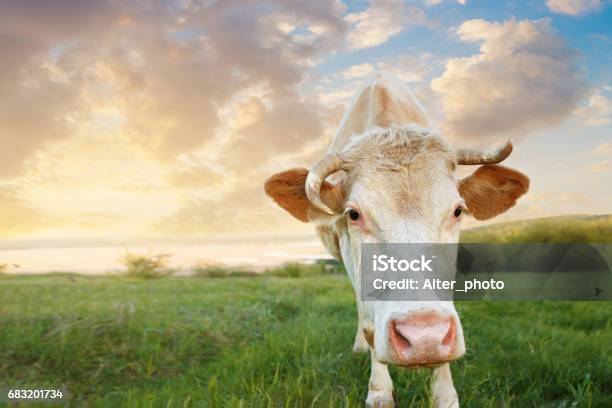 Closeup Of Cow Muzzle Stock Photo - Download Image Now - Agricultural Field, Agriculture, Animal