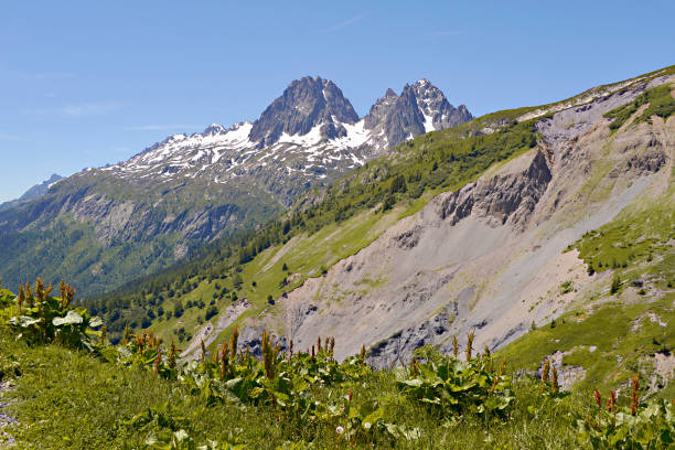 Mountain at Charamillon Mountain at Charamillon which depends on the commune Le Tour (1462m) near of Chamonix in the French Alps in the Haute-Savoie department of France. In the foreground, flowers of rhubarb (Rumex alpinus) rumex alpinus stock pictures, royalty-free photos & images