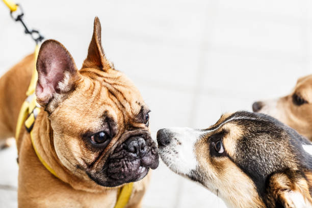 istock Lovely yellow pug dog 683204354