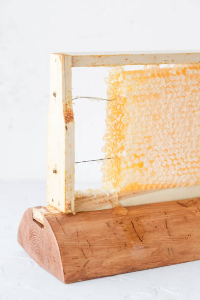 istock Honeycomb in wooden frame close view 683204832