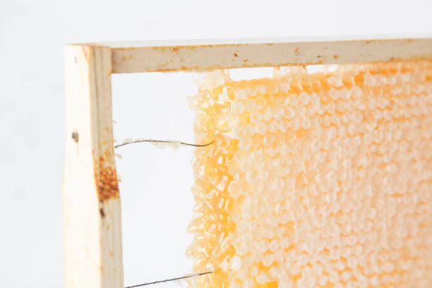 istock Honeycomb in wooden frame close view 683204856