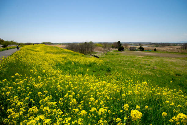 istock Yellow oilseed rape field under the blue sky with sun 683205144
