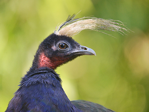 Portrait of two helmeted guineafowl birds (Numida meleagris).