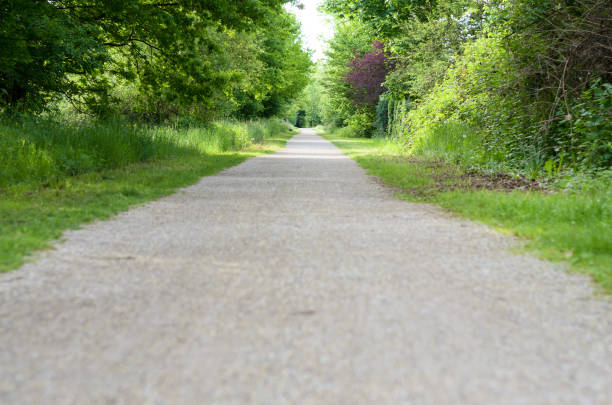 istock Empty rural road through leafy spring woodland 683208722