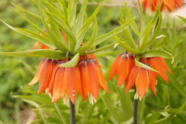 istock Bright spring flowers - orange imperial hazel grouse 683211692