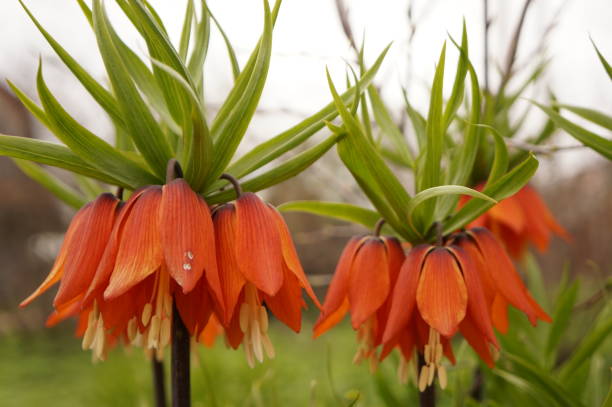 istock Bright spring flowers - orange imperial hazel grouse 683211696