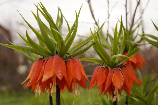 istock Bright spring flowers - orange imperial hazel grouse 683211698