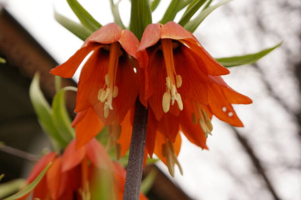 istock Bright spring flowers - orange imperial hazel grouse 683211886