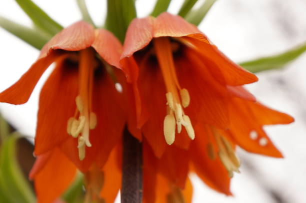 istock Bright spring flowers - orange imperial hazel grouse 683211902