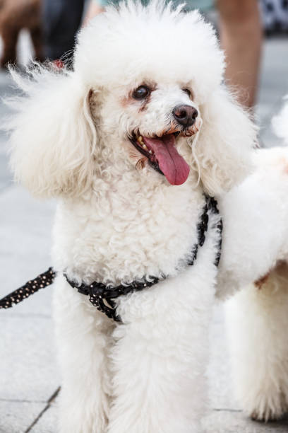 istock Happy white poodle dog 683212352