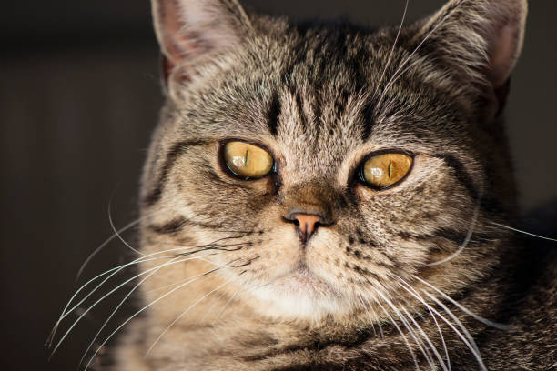 istock Close up of cat 683212440