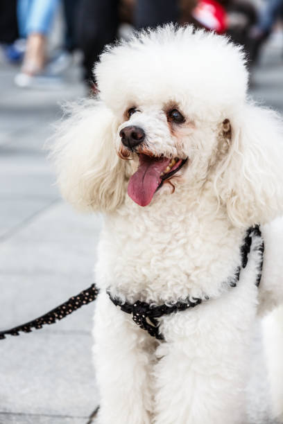 istock Happy white poodle dog 683212506