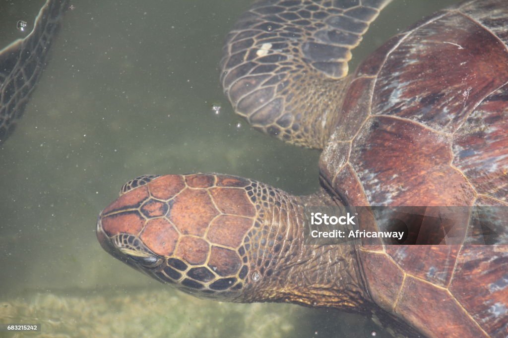 Green Sea Turtle, Chelonia Mydas, Nungwi, Zanzibar, Tanzania, Indian Ocean, Africa - Royalty-free Alga Foto de stock